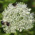 Аллиум Маунт Эверест (Allium Mount Everest), 1 шт (разбор 20/22)