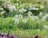 Аллиум Маунт Эверест (Allium Mount Everest), 1 шт (разбор 20/22)