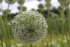 Аллиум Маунт Эверест (Allium Mount Everest), 1 шт (разбор 20/22)