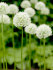 Аллиум Маунт Эверест (Allium Mount Everest), 1 шт (разбор 20/22)