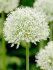 Аллиум Маунт Эверест (Allium Mount Everest), 1 шт (разбор 20/22)