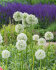 Аллиум Маунт Эверест (Allium Mount Everest), 1 шт (разбор 20/22)