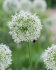 Аллиум Маунт Эверест (Allium Mount Everest), 1 шт (разбор 20/22)
