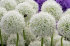 Аллиум Маунт Эверест (Allium Mount Everest), 1 шт (разбор 20/22)