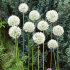 Аллиум Маунт Эверест (Allium Mount Everest), 1 шт (разбор 20/22)