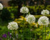 Аллиум Маунт Эверест (Allium Mount Everest), 1 шт (разбор 20/22)