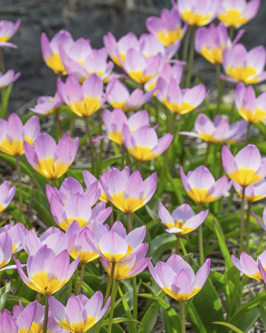 Тюльпан Саксатилис (Tulipa Saxatilis = Bakeri Lilac Wonder), 15 шт (разбор 7/8)