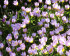 Тюльпан Саксатилис (Tulipa Saxatilis = Bakeri Lilac Wonder), 15 шт (разбор 7/8)