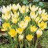 Крокус Романс (Crocus Romance), 25 шт (разбор 5/7)