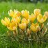 Крокус Романс (Crocus Romance), 25 шт (разбор 5/7)
