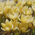 Крокус Романс (Crocus Romance), 25 шт (разбор 5/7)