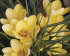 Крокус Романс (Crocus Romance), 25 шт (разбор 5/7)