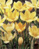 Крокус Романс (Crocus Romance), 25 шт (разбор 5/7)