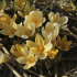 Крокус Романс (Crocus Romance), 25 шт (разбор 5/7)