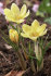 Крокус Романс (Crocus Romance), 25 шт (разбор 5/7)
