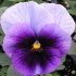 Виола крупноцветковая Дельта Биконсфилд (100 шт)