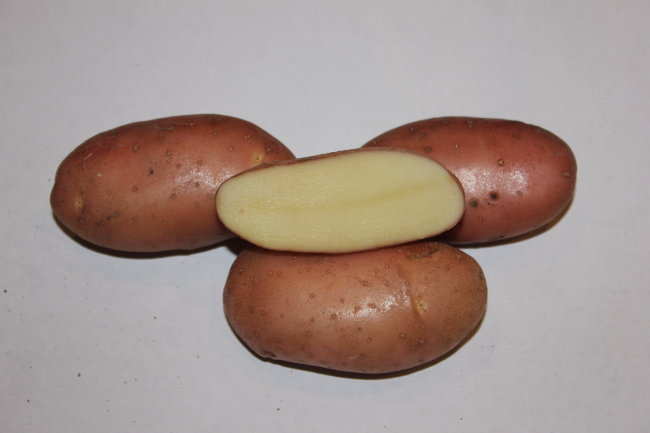Картофель семенной Хозяюшка (2 кг)
