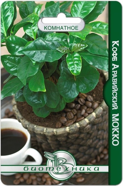 Кофе аравийский Мокко, 5 шт семян