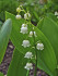 Ландыш Майский (Convallaria majalis), 10 шт