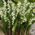 Ландыш Майский (Convallaria majalis), 10 шт