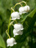 Ландыш Майский (Convallaria majalis), 10 шт