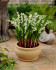 Ландыш Майский (Convallaria majalis), 10 шт