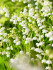 Ландыш Майский (Convallaria majalis), 10 шт