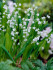 Ландыш Майский (Convallaria majalis), 10 шт