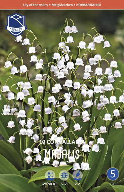 Ландыш Майский (Convallaria majalis), 10 шт