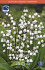 Ландыш Майский (Convallaria majalis), 10 шт