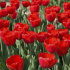Тюльпан Ред Триумф (Tulipa Red Triumph), 25 шт (разбор 11/12)