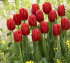 Тюльпан Ред Триумф (Tulipa Red Triumph), 25 шт (разбор 11/12)