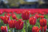 Тюльпан Ред Триумф (Tulipa Red Triumph), 25 шт (разбор 11/12)