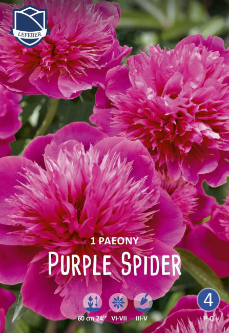 Пион травянистый Пёпл Спайдер (Purple Spider)