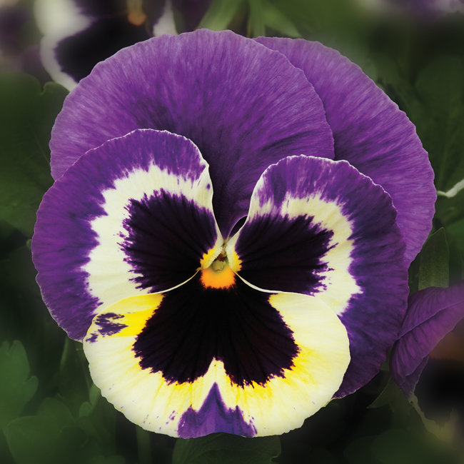 Виола крупноцветковая Колоссус Триколор (100 шт)