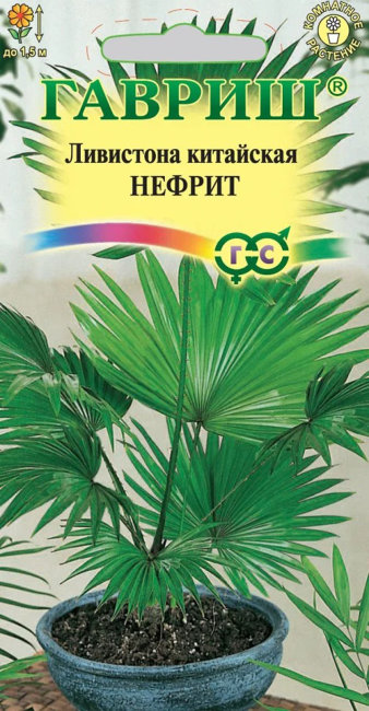 Ливистона китайская Нефрит, 3 шт семян