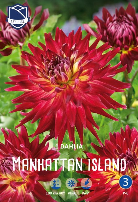 Георгина декоративная Манхэттен Айлэнд (Manhattan Island), 1 шт
