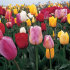 Тюльпан триумф смесь (Tulipa Triumph mixed), 50 шт (разбор 12/14)