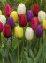 Тюльпан триумф смесь (Tulipa Triumph mixed), 50 шт (разбор 12/14)
