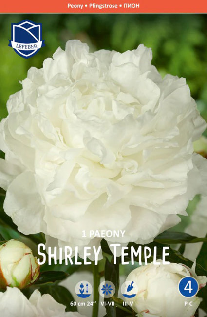 Пион травянистый Ширли Темпл (Shirley Temple)