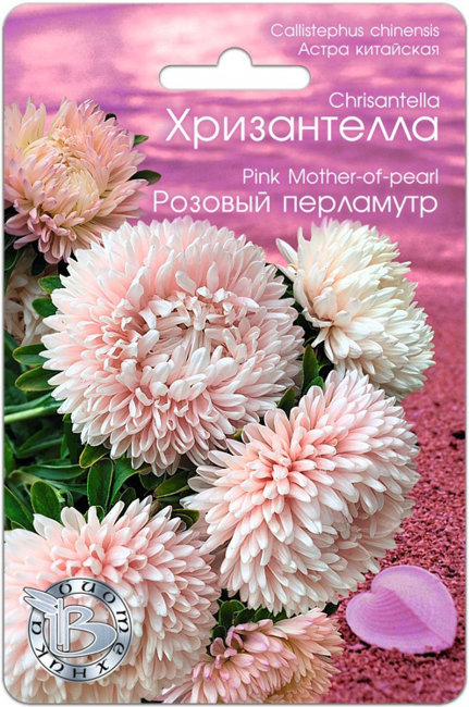 Астра китайская Хризантелла Розовый перламутр, 30 шт семян