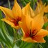 Тюльпан Престанс Шогун (Tulipa Praestans Shogun), 15 шт (разбор 9/10)