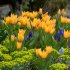 Тюльпан Престанс Шогун (Tulipa Praestans Shogun), 15 шт (разбор 9/10)