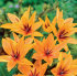 Тюльпан Престанс Шогун (Tulipa Praestans Shogun), 15 шт (разбор 9/10)