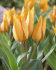 Тюльпан Престанс Шогун (Tulipa Praestans Shogun), 15 шт (разбор 9/10)