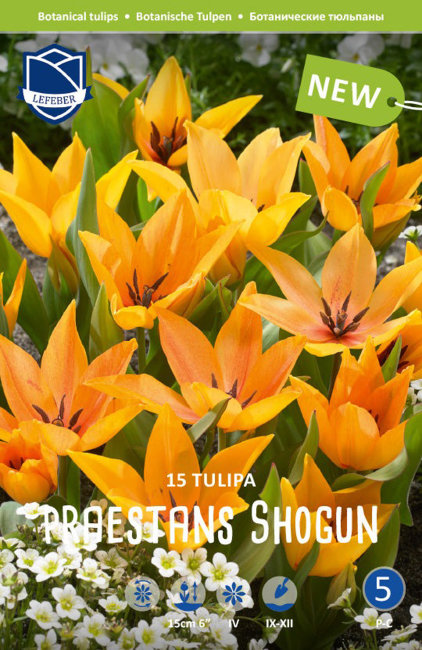 Тюльпан Престанс Шогун (Tulipa Praestans Shogun), 15 шт (разбор 9/10)
