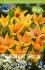 Тюльпан Престанс Шогун (Tulipa Praestans Shogun), 15 шт (разбор 9/10)