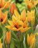 Тюльпан Престанс Шогун (Tulipa Praestans Shogun), 15 шт (разбор 9/10)