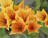 Тюльпан Престанс Шогун (Tulipa Praestans Shogun), 15 шт (разбор 9/10)
