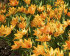 Тюльпан Престанс Шогун (Tulipa Praestans Shogun), 15 шт (разбор 9/10)
